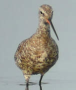 Spotted Redshank