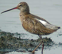 Spotted Redshank