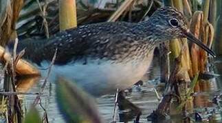 Green Sandpiper