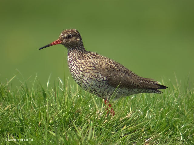 Common Redshank