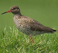 Common Redshank