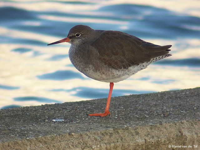 Common Redshank