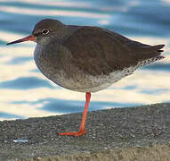 Common Redshank