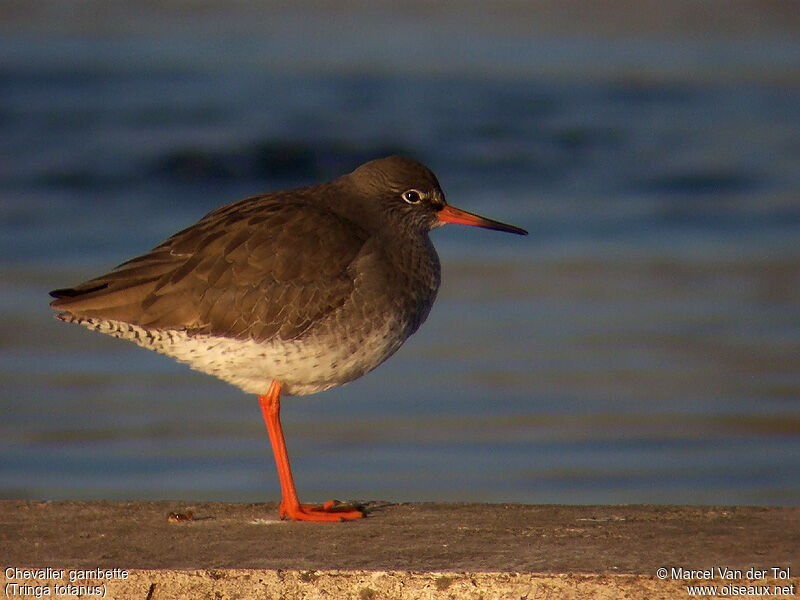 Common Redshank