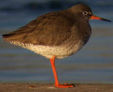 Common Redshank