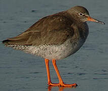 Common Redshank