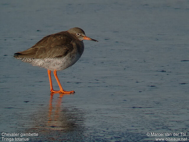 Common Redshank