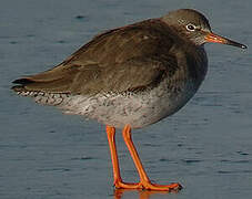 Common Redshank