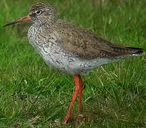 Common Redshank