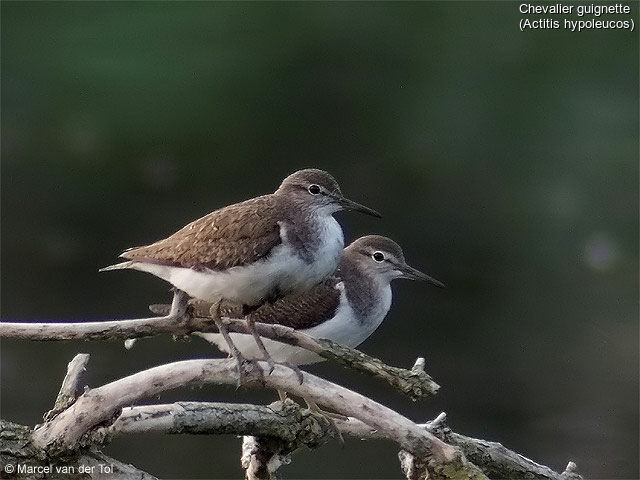 Common Sandpiper