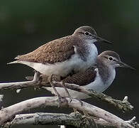 Common Sandpiper