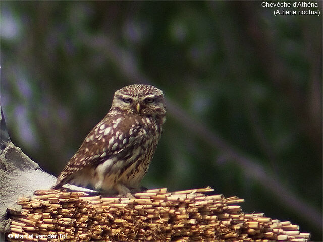 Little Owl