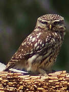 Little Owl