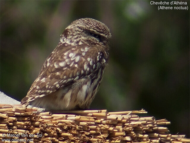 Little Owl