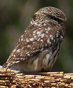 Little Owl