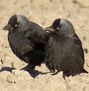 Western Jackdaw