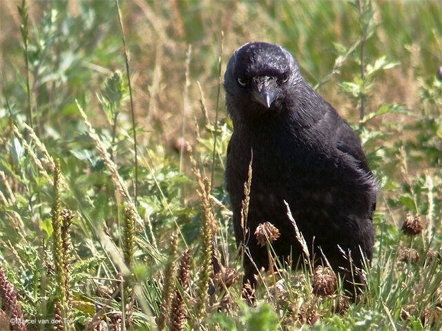 Western Jackdaw