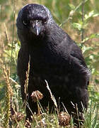 Western Jackdaw