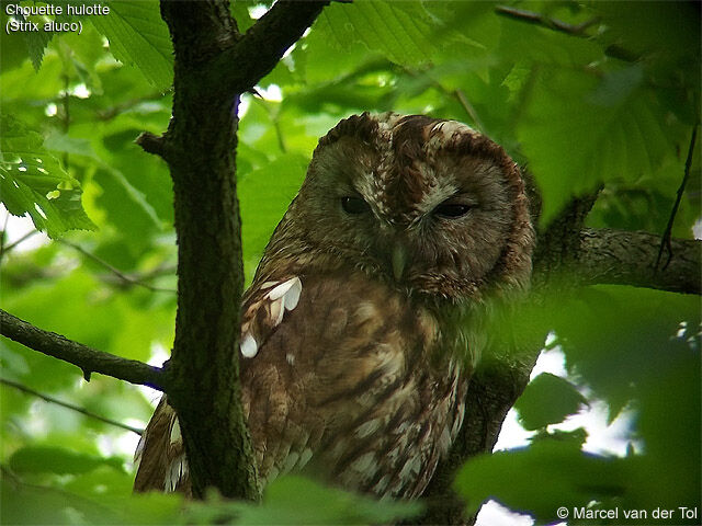 Tawny Owl