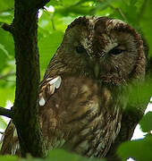 Tawny Owl