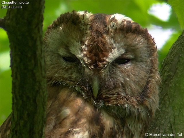 Tawny Owl