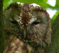 Tawny Owl