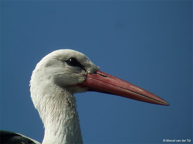 White Stork