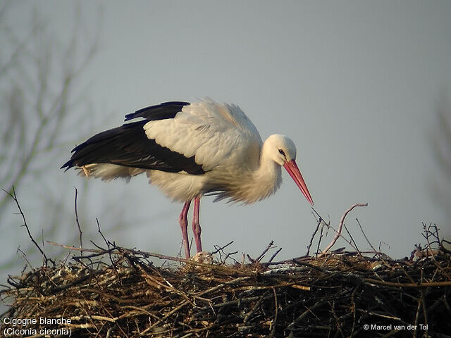 White Stork