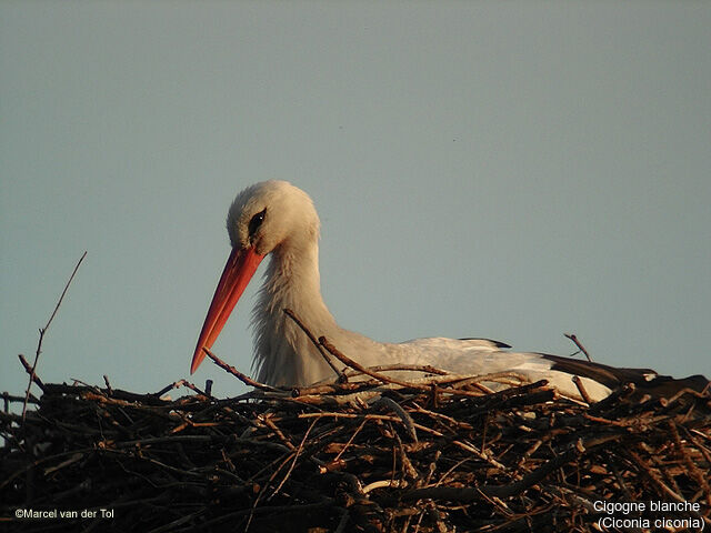 White Stork