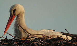 Cigogne blanche