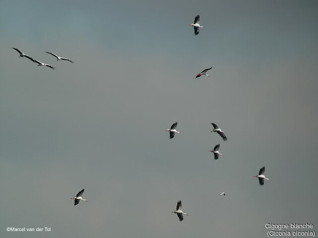 White Stork