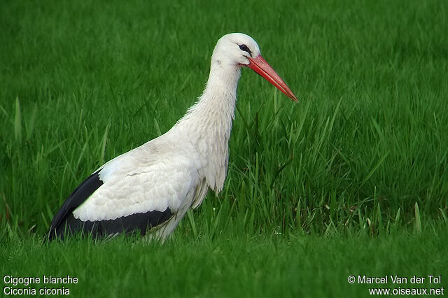 White Storkadult