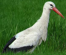 White Stork