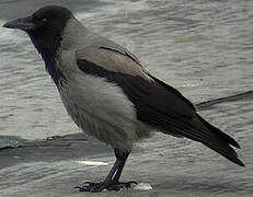 Hooded Crow