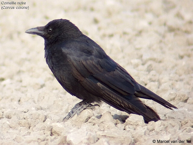 Carrion Crow