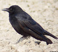 Carrion Crow