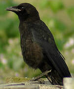 Carrion Crow