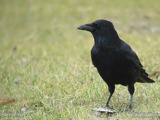 Carrion Crow