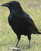 Carrion Crow