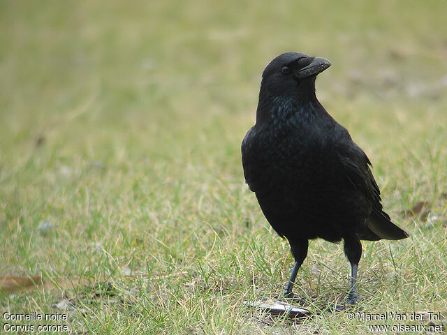 Corneille noire