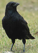 Carrion Crow