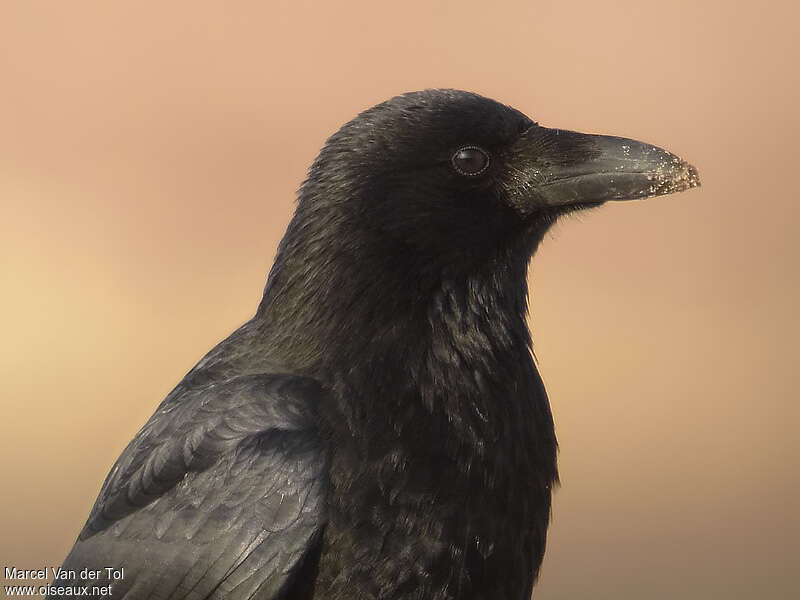 Carrion CrowSecond year, close-up portrait