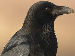 Carrion Crow