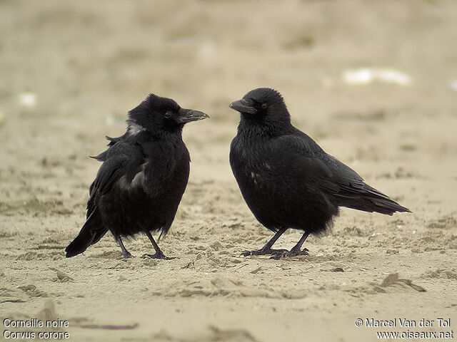 Carrion Crow