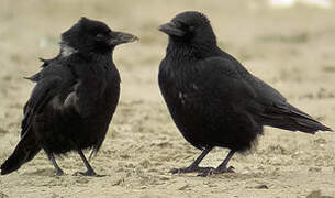 Carrion Crow