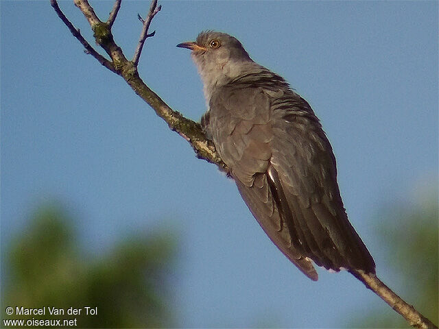 Common Cuckoo