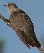 Common Cuckoo