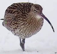 Eurasian Curlew