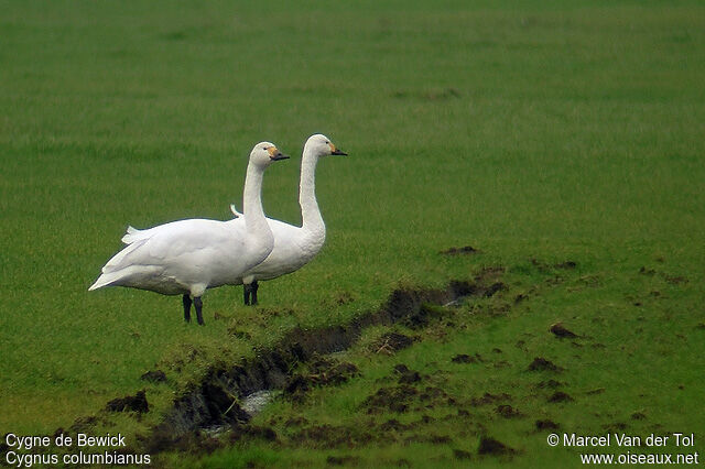 Cygne de Bewickadulte