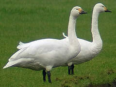 Tundra Swan